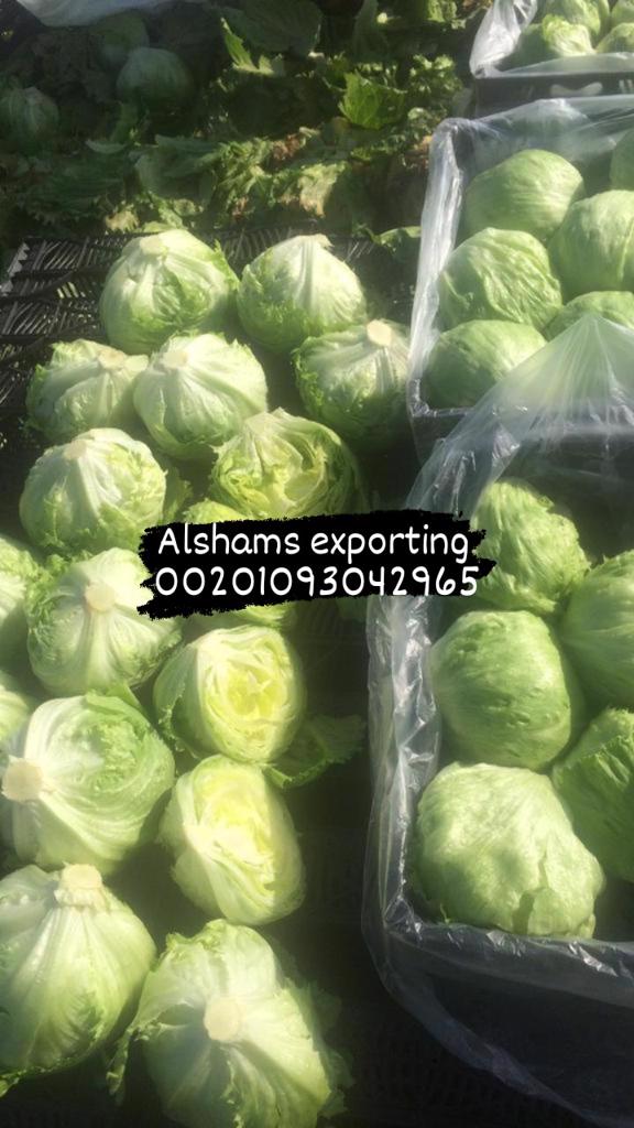 Product image - To ensure that you get the best quality and the best price, you have to deal with Alshams company.
We are  alshams an import and export company that offer all kinds of agriculture crops.
We offer you  Iceberg Lettuce 
